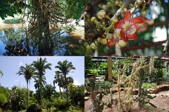 54 Cuba - Cienfuegos - Jardin Botanico - cannibal tree with a beautiful flower, palm trees, and cacti.jpg